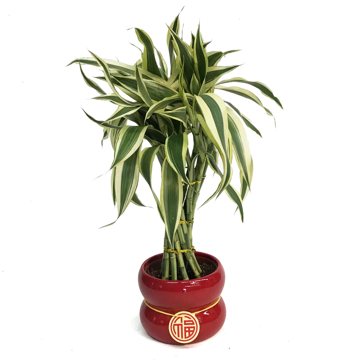 Lucky Bamboo, 5in, Torch, Red deco Pot