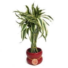 Load image into Gallery viewer, Lucky Bamboo, 5in, Torch, Red deco Pot
