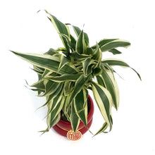 Load image into Gallery viewer, Lucky Bamboo, 5in, Torch, Red deco Pot
