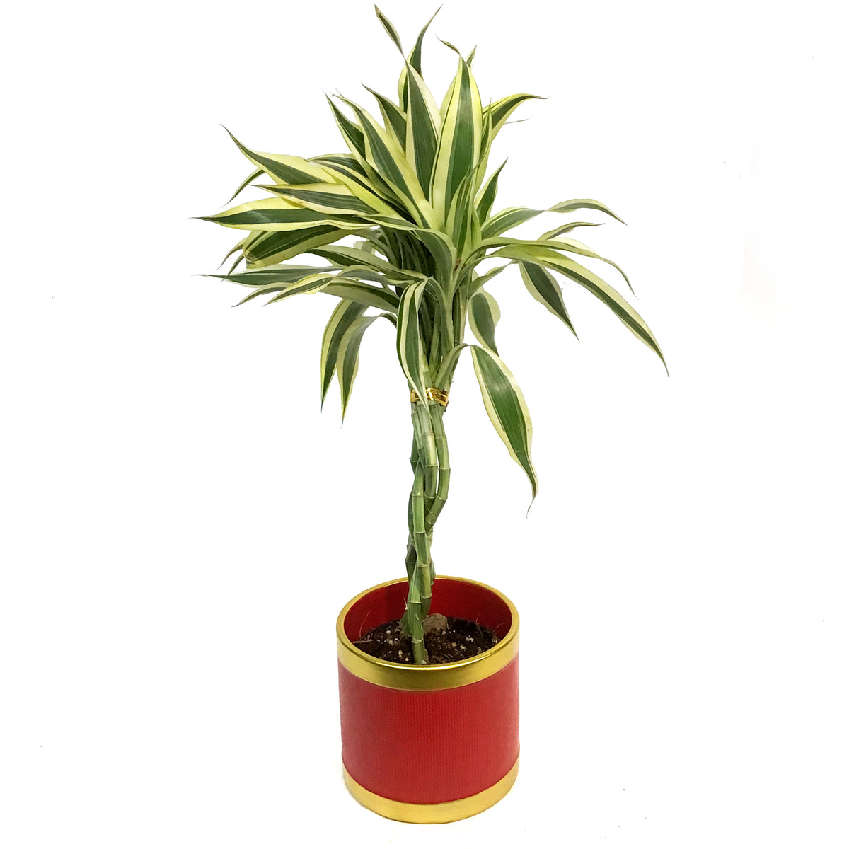 Lucky Bamboo, 4in, Braided in Red & Gold Pot