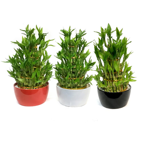 Bamboo Planter, Lucky Pagoda, 5-Tier