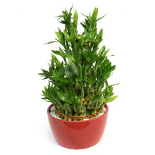 Load image into Gallery viewer, Bamboo Planter, Lucky Pagoda, 5-Tier
