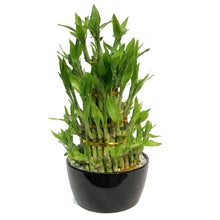 Load image into Gallery viewer, Bamboo Planter, Lucky Pagoda, 5-Tier
