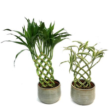 Load image into Gallery viewer, 6in Trellis  Bamboo in Glazed  Ceramic Pot
