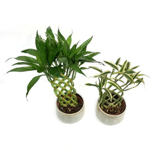 Load image into Gallery viewer, 6in Trellis  Bamboo in Glazed  Ceramic Pot
