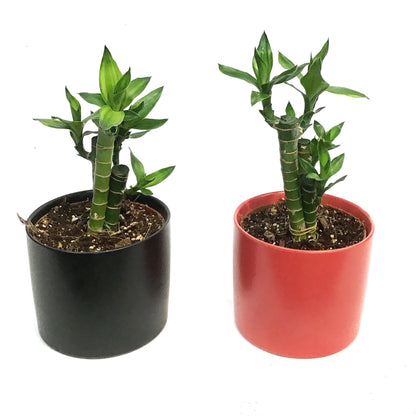Lucky Bamboo, 5in, Lotus, Ceramic