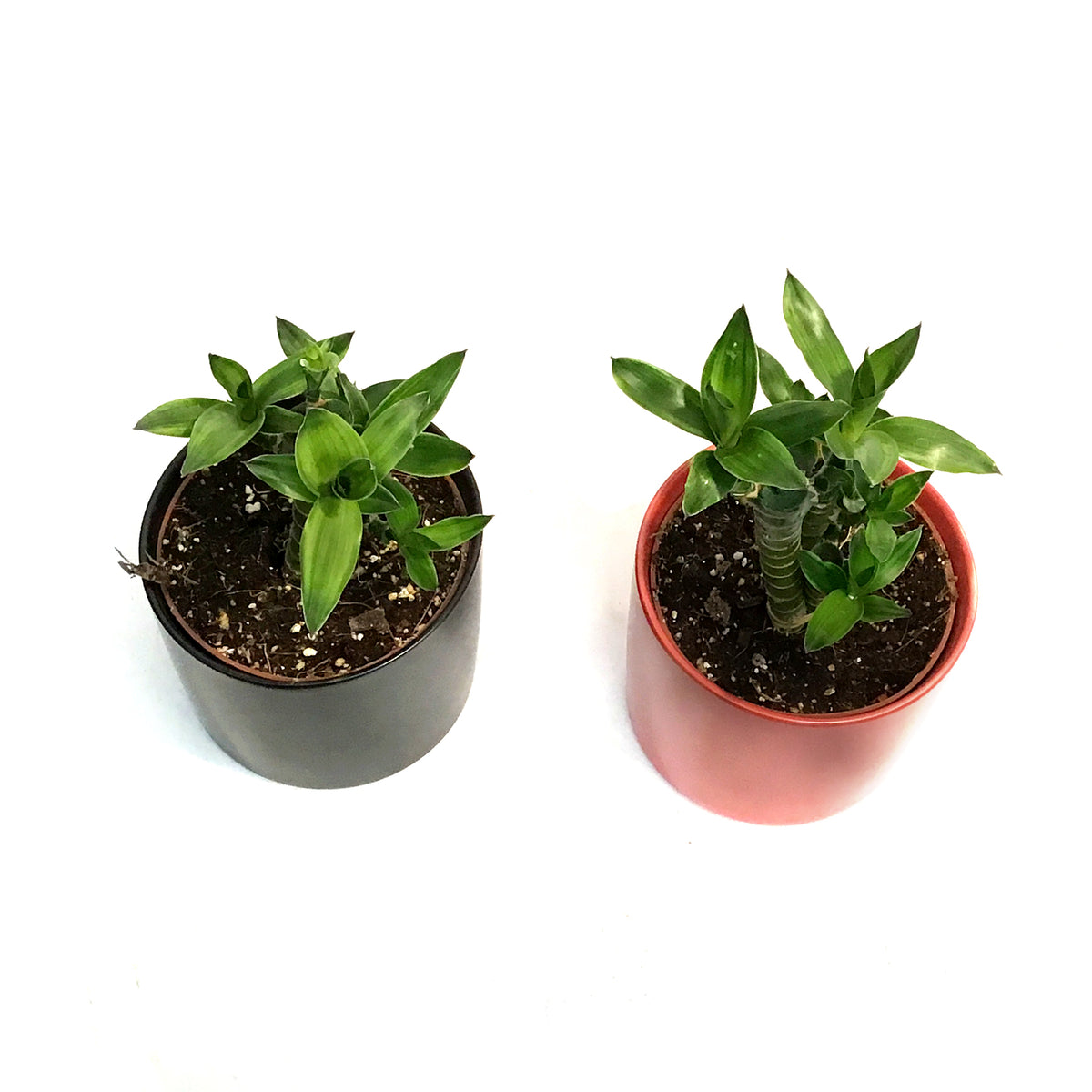 Lucky Bamboo, 5in, Lotus, Ceramic