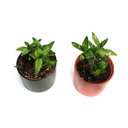 Lucky Bamboo, 5in, Lotus, Ceramic