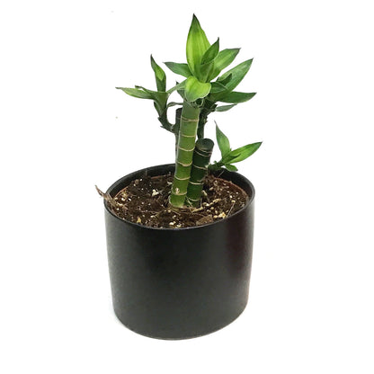 Lucky Bamboo, 5in, Lotus, Ceramic