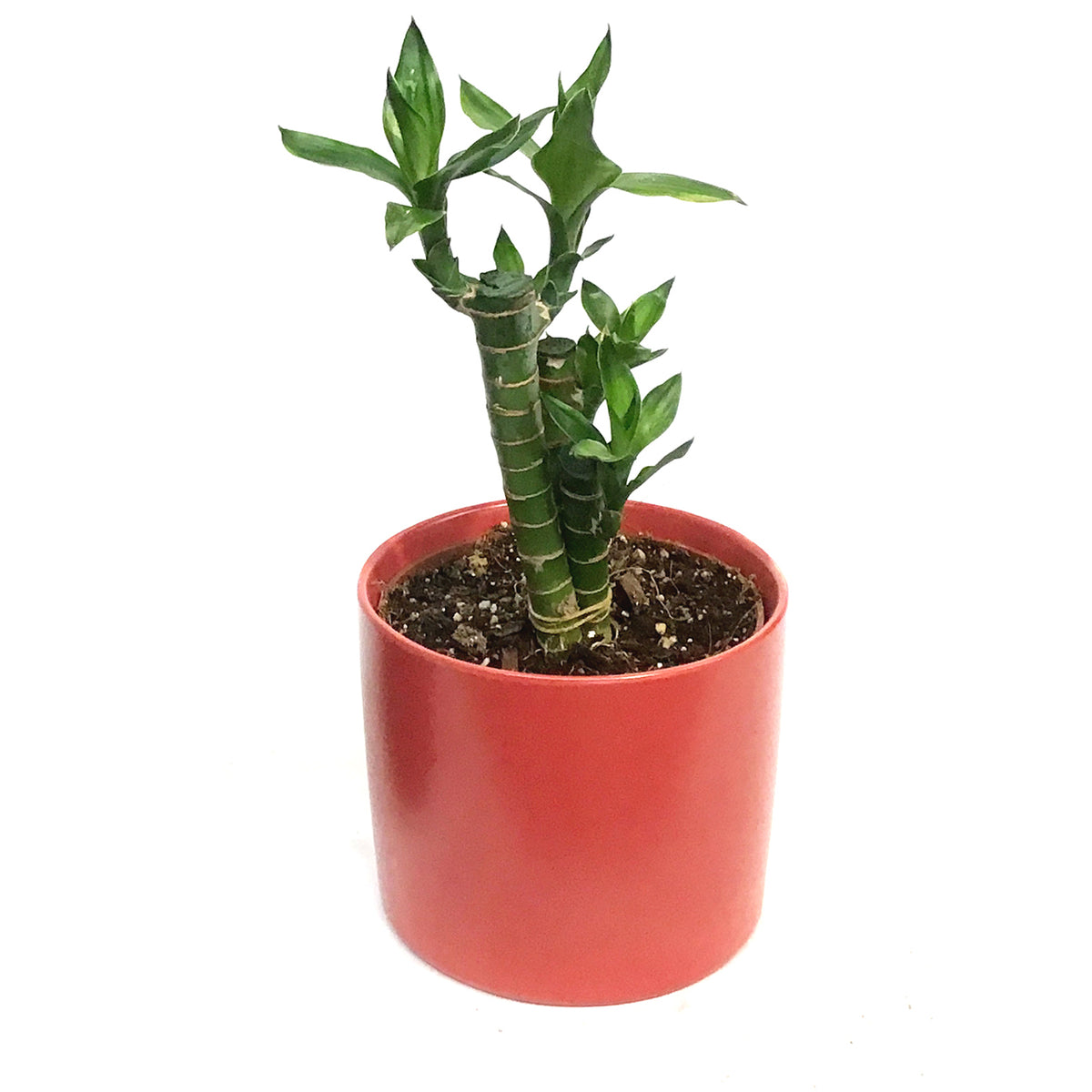 Lucky Bamboo, 5in, Lotus, Ceramic