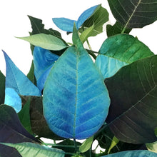 Load image into Gallery viewer, Poinsettia, 6in, Blue
