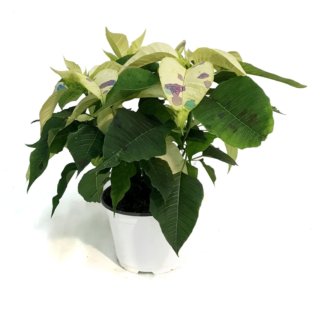 Poinsettia, 6in, Confetti