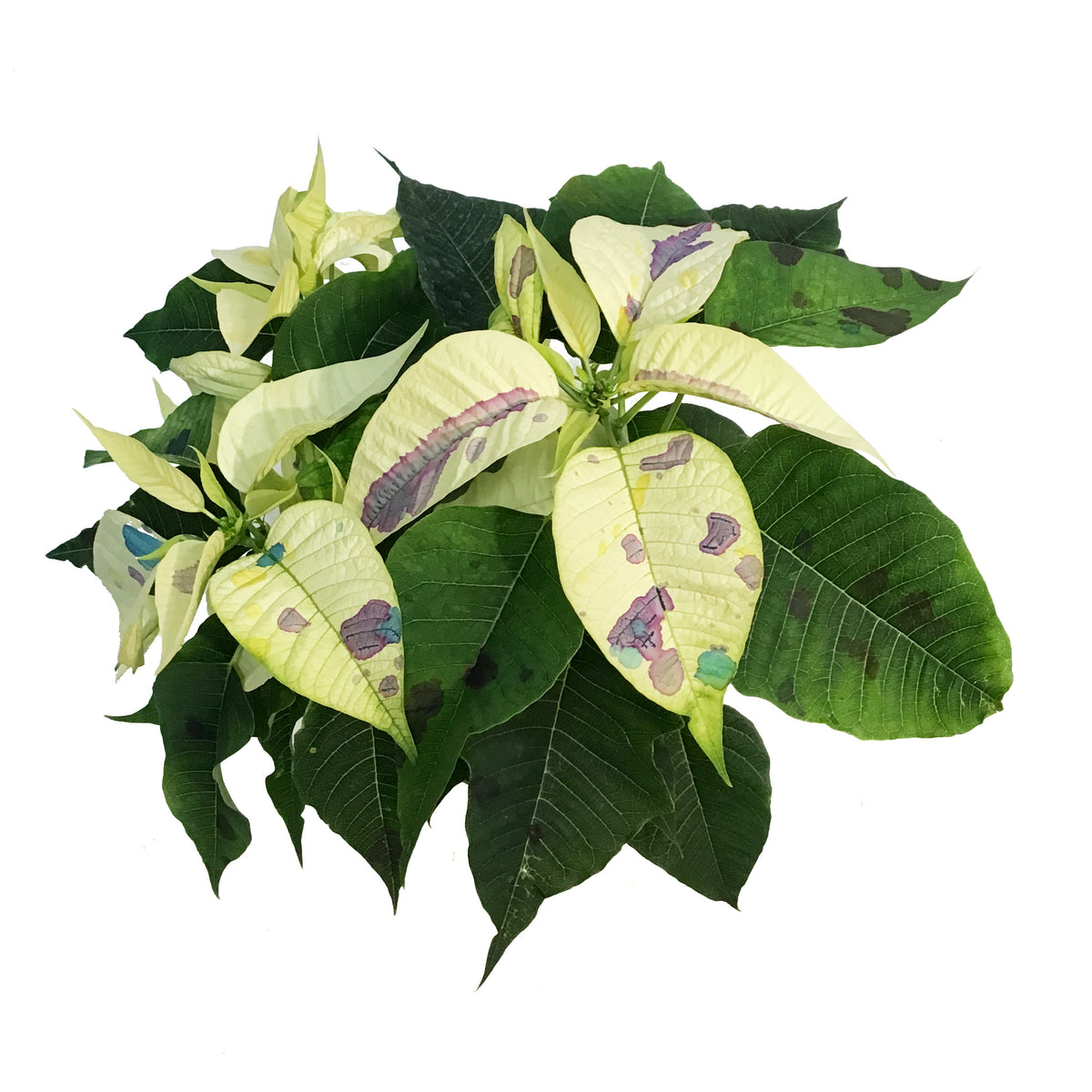Poinsettia, 6in, Confetti