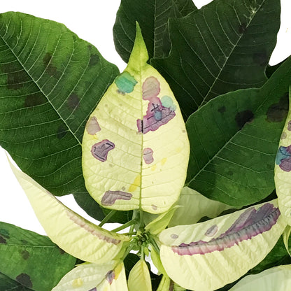 Poinsettia, 6in, Confetti