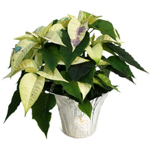 Load image into Gallery viewer, Poinsettia, 6in, Confetti
