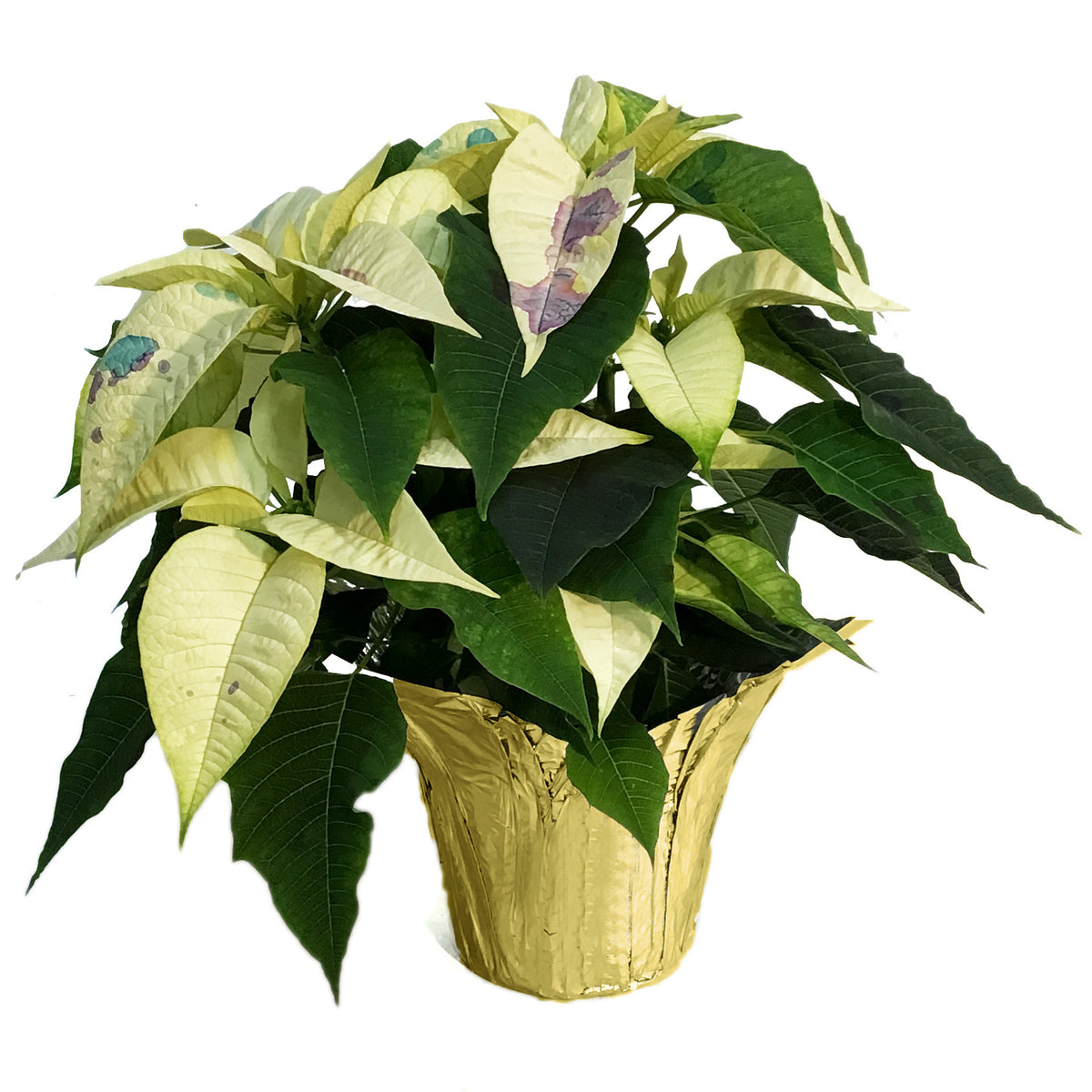 Poinsettia, 6in, Confetti