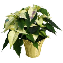 Load image into Gallery viewer, Poinsettia, 6in, Confetti
