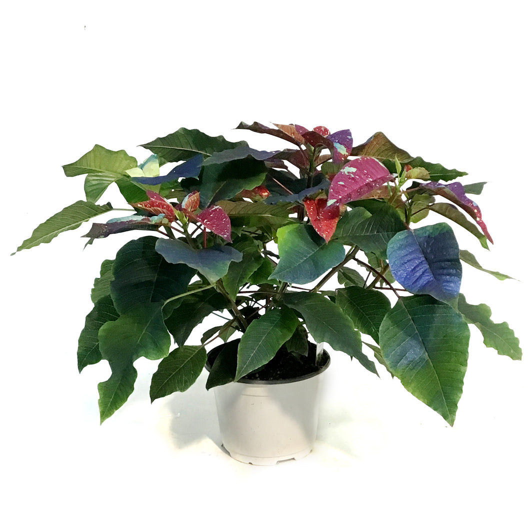 Poinsettia, 6in, Galaxy Splash