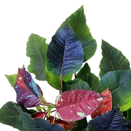 Poinsettia, 6in, Galaxy Splash