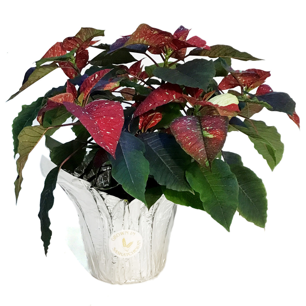 Poinsettia, 6in, Galaxy Splash