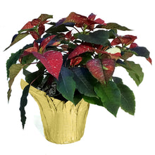 Load image into Gallery viewer, Poinsettia, 6in, Galaxy Splash
