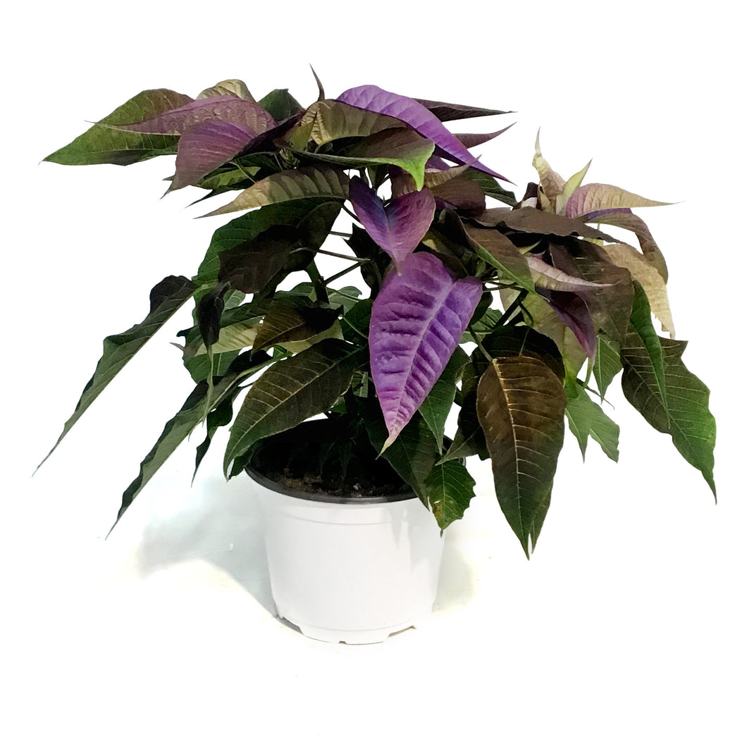 Poinsettia, 6in, Lavender