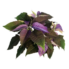 Load image into Gallery viewer, Poinsettia, 6in, Lavender
