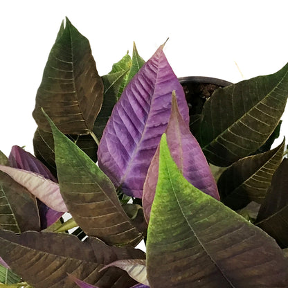 Poinsettia, 6in, Lavender