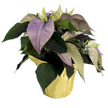 Load image into Gallery viewer, Poinsettia, 6in, Lavender
