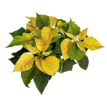 Load image into Gallery viewer, Poinsettia, 6in, Sunburst
