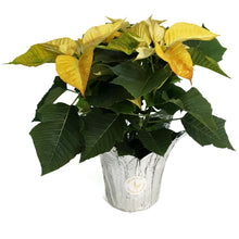 Load image into Gallery viewer, Poinsettia, 6in, Sunburst
