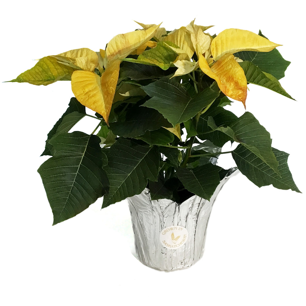 Poinsettia, 6in, Sunburst
