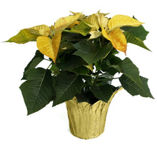 Load image into Gallery viewer, Poinsettia, 6in, Sunburst
