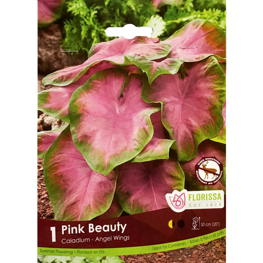 Caladium - Pink Beauty, 1 Pack