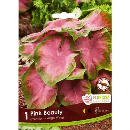 Caladium - Pink Beauty, 1 Pack