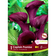 Calla Lily - Captain Promise Bulb, 1pk