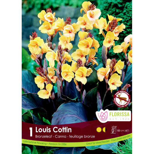 Canna Lily, Bronze Louise Cotton Bulbs, 1pk
