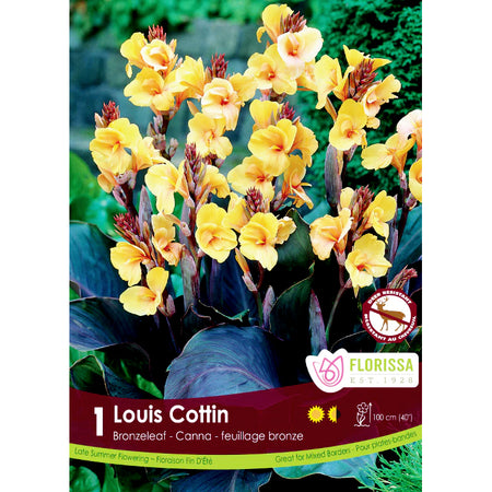 Canna Lily, Bronze Louise Cotton Bulbs, 1pk