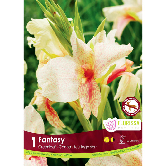Canna Lily, Fantasy Bulbs, 1pk