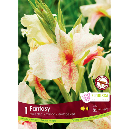 Canna Lily, Fantasy Bulbs, 1pk