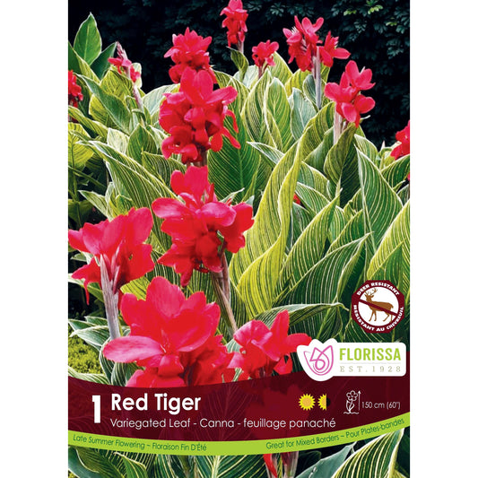 Canna Lily, Variegated Leaf - Red Tiger Bulbs, 1pk