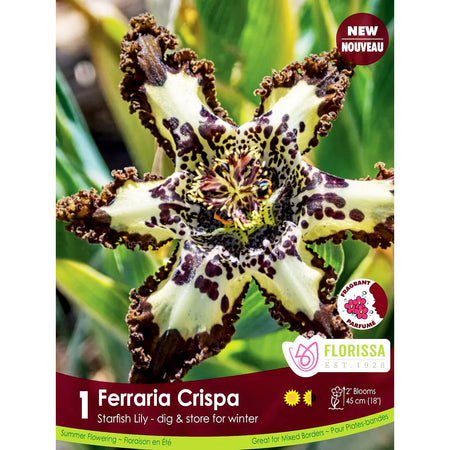 Ferraria Crispa Bulbs, 1pk