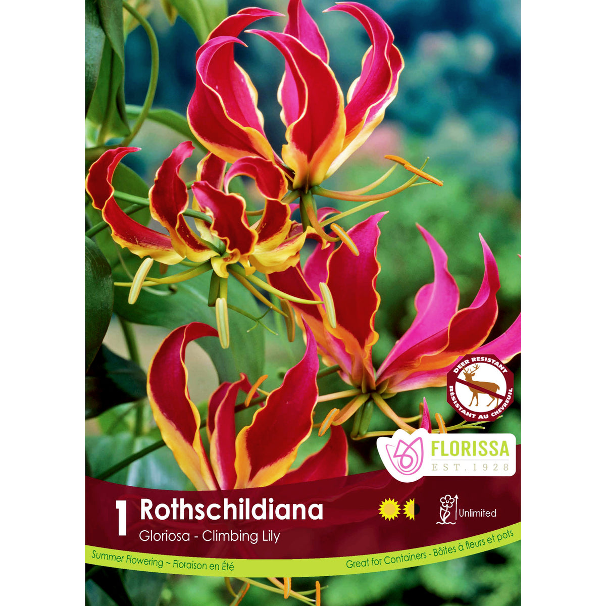 Gloriosa Rothschildiana Bulbs, 1pk