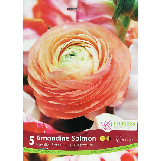 Ranunculus -  Amandine Salmon Bulbs, 5 Pack