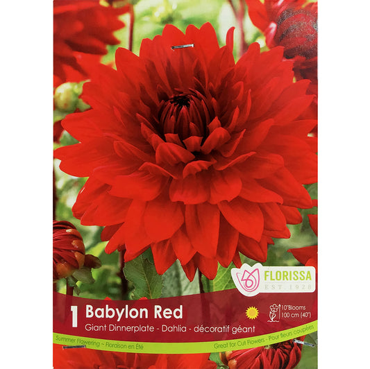 Dahlia, Dinnerplate - Babylon Red Bulbs 1pk