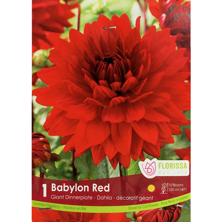 Dahlia, Dinnerplate - Babylon Red Bulbs 1pk