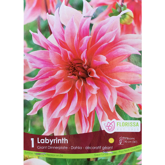 Dahlia, Dinnerplate - Labyrinth Bulbs 1pk