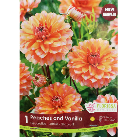 Dahlia, - Peaches & Vanilla Bulbs 1pk
