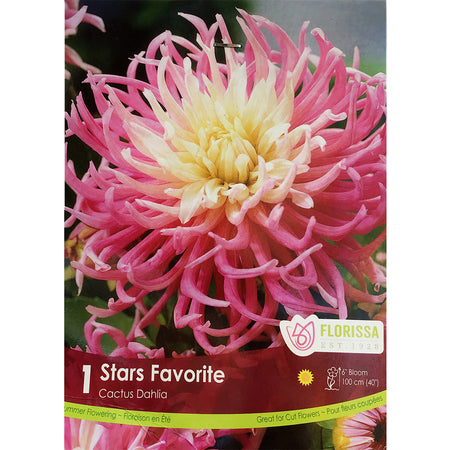 Dahila, Decorative -Fringed Stars Favorite, 1 Pack