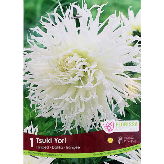 Dahila, Decorative -Fringed Tsuki-Yori, 1 Pack
